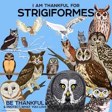 Attēlu rezultāti vaicājumam “Strigiformes”