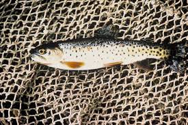 Image result for Oncorhynchus clarkii