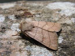 Attēlu rezultāti vaicājumam “Charanyca trigrammica”