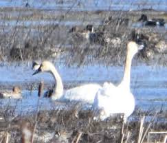 Attēlu rezultāti vaicājumam “Cygnus columbianus adult”