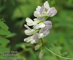 Attēlu rezultāti vaicājumam “Vicia sylvatica flower”