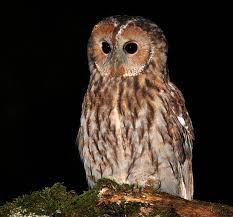 Attēlu rezultāti vaicājumam “Strix aluco female”