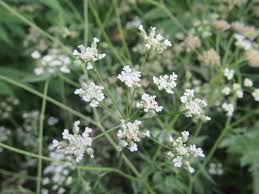 Attēlu rezultāti vaicājumam “Torilis japonica leaf”