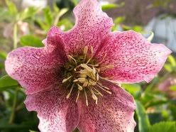 Image result for Nieswurz