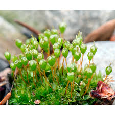 Attēlu rezultāti vaicājumam “Funariales”