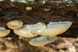 Attēlu rezultāti vaicājumam “Climacocystis borealis”