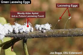 Attēlu rezultāti vaicājumam “Chrysopidae eggs”