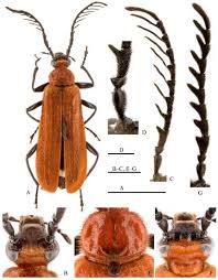 Attēlu rezultāti vaicājumam “Pyrochroidae”