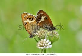 Attēlu rezultāti vaicājumam “Coenonympha arcania underside”