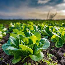 Image result for Feldsalat