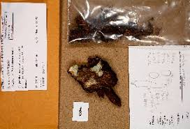 Attēlu rezultāti vaicājumam “Lentaria sp.”