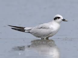 Image result for Gelochelidon nilotica