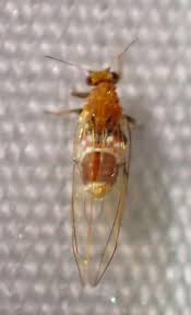 Attēlu rezultāti vaicājumam “Trioza dispar”