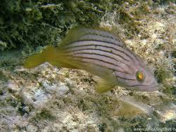 Image result for Epinephelus costae