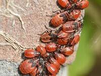 Attēlu rezultāti vaicājumam “Pyrrhocoris apterus nymph”
