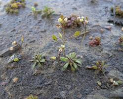 Attēlu rezultāti vaicājumam “Erophila verna fruit”