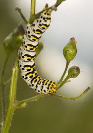 Attēlu rezultāti vaicājumam “Shargacucullia scrophulariae larva”