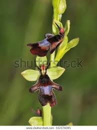 Attēlu rezultāti vaicājumam “Ophrys insectifera flower”