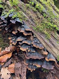 Attēlu rezultāti vaicājumam “Hymenochaete rubiginosa”