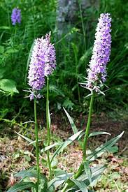 Attēlu rezultāti vaicājumam “Dactylorhiza fuchsii”
