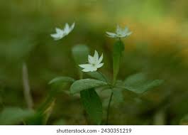 Attēlu rezultāti vaicājumam “Trientalis europaea bud”