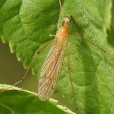 Attēlu rezultāti vaicājumam “Cribraria ferruginea”