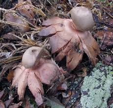 Attēlu rezultāti vaicājumam “Geastrum rufescens”