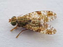 Attēlu rezultāti vaicājumam “Tephritidae”