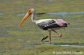 Attēlu rezultāti vaicājumam “Ciconiiformes”