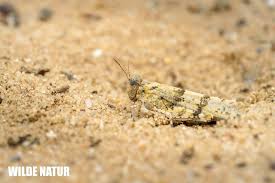 Attēlu rezultāti vaicājumam “Oedipoda caerulescens”