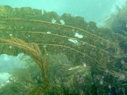 Attēlu rezultāti vaicājumam “Cribraria costata”