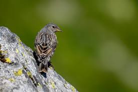 Image result for Prunella collaris