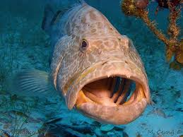 Image result for Mycteroperca venenosa