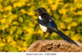 Attēlu rezultāti vaicājumam “Pica pica adult”