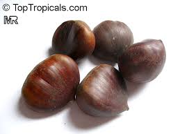 Attēlu rezultāti vaicājumam “Castanea sativa  fruit”