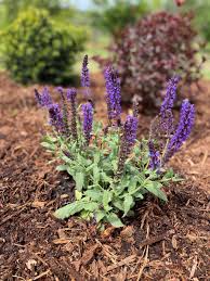 Image result for Salvia nemorosa