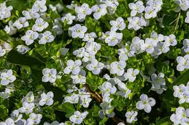 Attēlu rezultāti vaicājumam “Veronica agrestis”