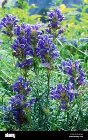 Attēlu rezultāti vaicājumam “Dracocephalum ruyschiana fruit”