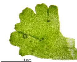 Attēlu rezultāti vaicājumam “Riccardia latifrons”