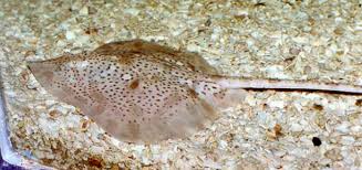 Image result for Raja montagui