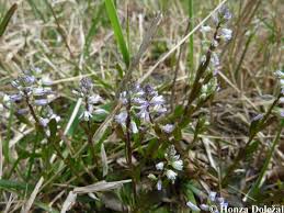 Attēlu rezultāti vaicājumam “Polygala amarella”