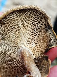 Attēlu rezultāti vaicājumam “Reticularia jurana macro”