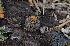 Attēlu rezultāti vaicājumam “Stemonitis lignicola stalked”