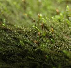 Attēlu rezultāti vaicājumam “Platyhypnidium riparioides”