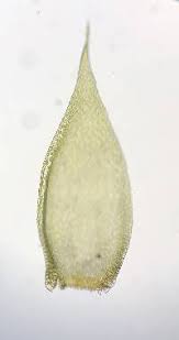 Attēlu rezultāti vaicājumam “Callicladium haldanianum”