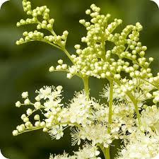 Attēlu rezultāti vaicājumam “Filipendula ulmaria  flower”