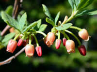 Attēlu rezultāti vaicājumam “Menziesia ferruginea flower”