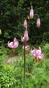 Attēlu rezultāti vaicājumam “Laserpitium pruthenicum”