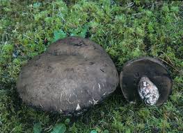 Attēlu rezultāti vaicājumam “Porphyrellus porphyrosporus”