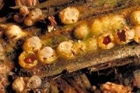 Attēlu rezultāti vaicājumam “Sphaerobolus stellatus”